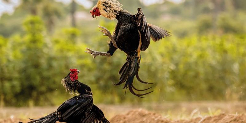 Đá gà Hello88 - Trải nghiệm chân thực không khác gì trường gà quốc tế - pixon