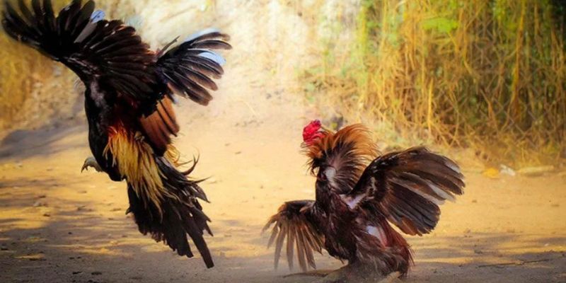 Đá gà Hello88 - Trải nghiệm chân thực không khác gì trường gà quốc tế - pixon