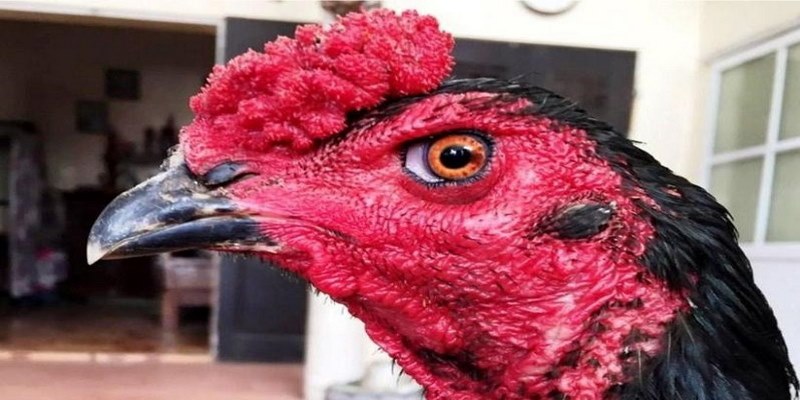 Các Tướng Mắt Ở Gà Mắt Rắn Hổ Các Sư Kê Nên Biết - pixon