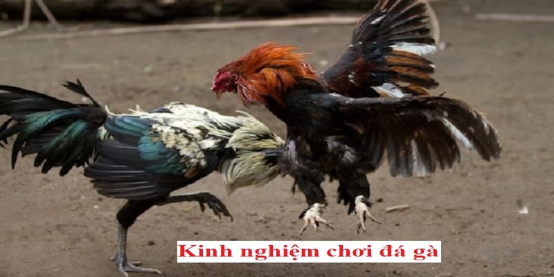 Thông Tin Nên Biết Để Tham Gia Đá Gà Tre Mới Nhất Chuẩn Xác - pixon
