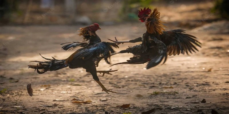 Top 4 Thuốc Tăng Lực Cho Gà Đá Tốt Nhất Kê Sư Nên Biết - pixon