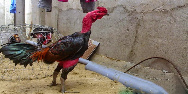 Top 4 Thuốc Tăng Lực Cho Gà Đá Tốt Nhất Kê Sư Nên Biết - pixon