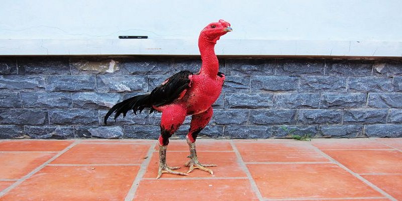 Top 4 Thuốc Tăng Lực Cho Gà Đá Tốt Nhất Kê Sư Nên Biết - pixon