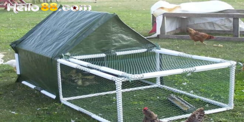 Chia Sẻ Cách Làm Chuồng Gà Bằng Ống Nhựa Đơn Giản - pixon