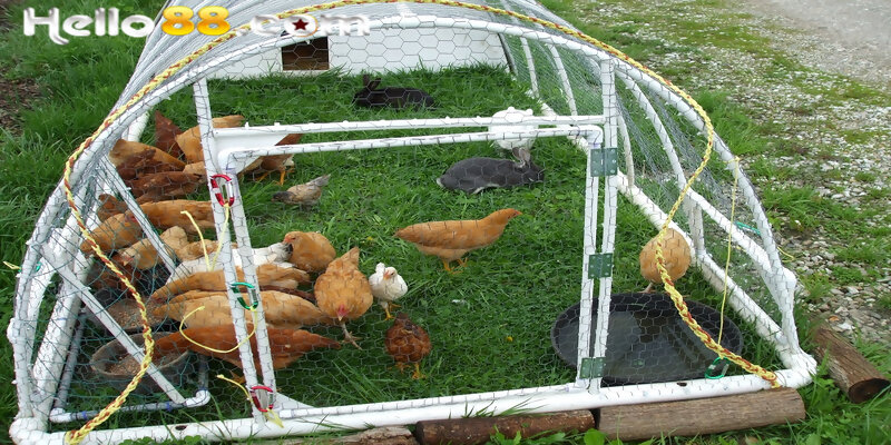 Chia Sẻ Cách Làm Chuồng Gà Bằng Ống Nhựa Đơn Giản - pixon
