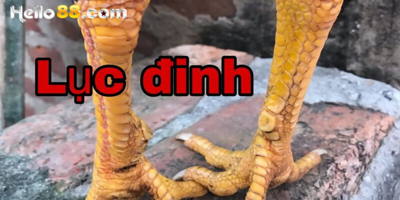 Gà Lục Đinh Là Gì Mà Được Gọi Là Chiến Kê Quý Hiếm? - pixon