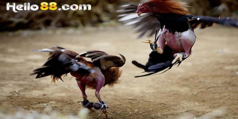 Gà Lục Đinh Là Gì Mà Được Gọi Là Chiến Kê Quý Hiếm? - pixon