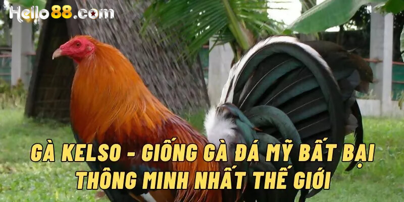 Gà Kelso - Chiến Kê Nổi Tiếng Hàng Đầu Trên Thế Giới - pixon
