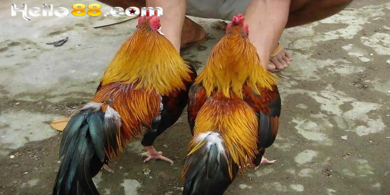 Các Thông Tin Mới Nhất Về Gà Lông Thép Không Thể Bỏ Qua - pixon