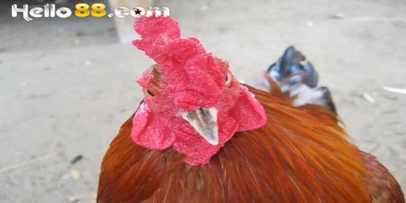 Các Thông Tin Mới Nhất Về Gà Lông Thép Không Thể Bỏ Qua - pixon