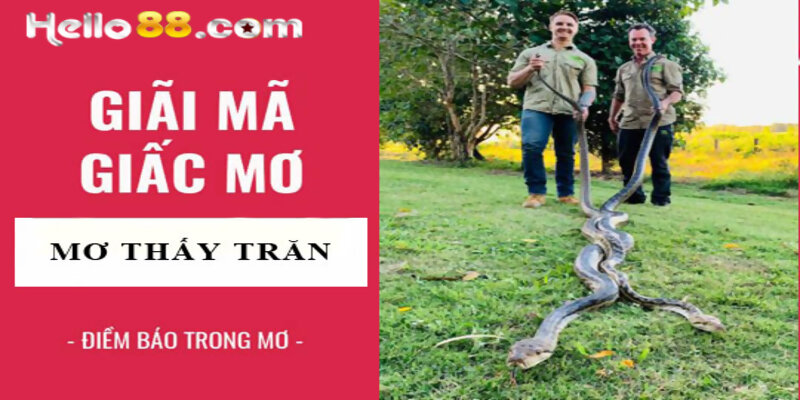 Giải Mã Mơ Thấy Con Trăn Lớn Là Điềm Báo Gì? Con Số Nào? - pixon