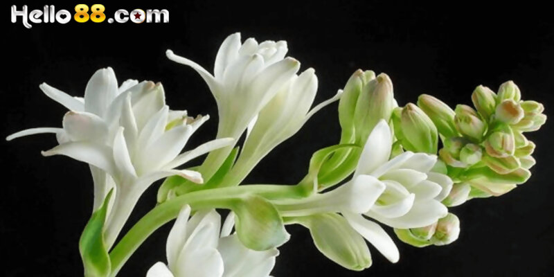 Giải Mã Mơ Thấy Hoa Huệ Trắng Là Điềm Gì? - pixon