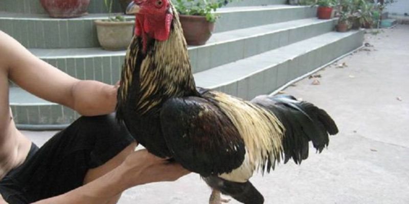 Cách Huấn Luyện Gà Đá Để Tạo Ra Các Chiến Kê Dũng Mãnh - pixon