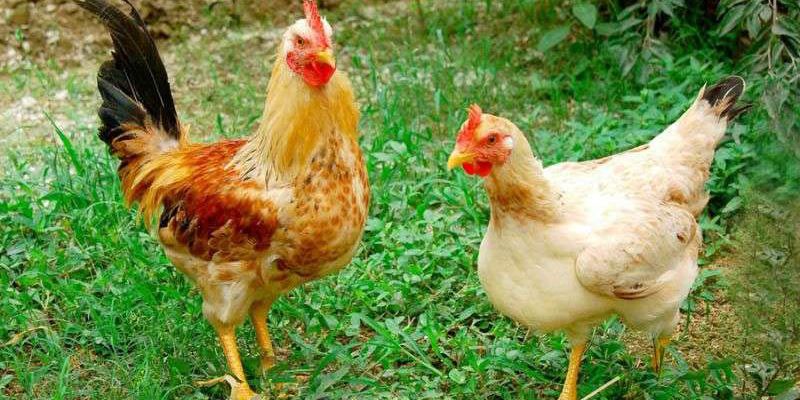 Cách Huấn Luyện Gà Đá Để Tạo Ra Các Chiến Kê Dũng Mãnh - pixon