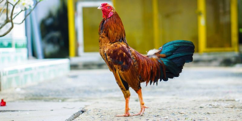 Cách Nuôi Gà Đá Tơ - Bí Quyết Nuôi Gà Đá Tơ Bền Bỉ, Đẹp Mắt  - pixon