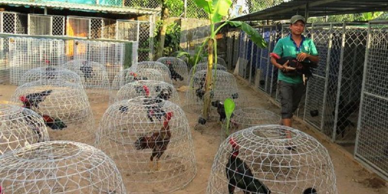 Chuồng Nuôi Gà Đá Chất Lượng Không Phải Ai Cũng Biết Làm - pixon