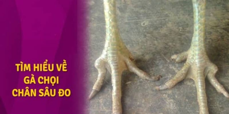 Đá gà Hello88 - Trải nghiệm chân thực không khác gì trường gà quốc tế - pixon