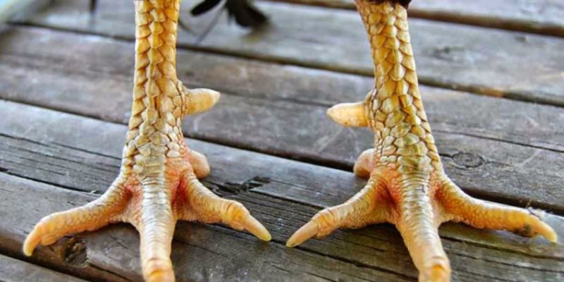 Tìm Hiểu Về Gà Chọi Chân Sâu Đo Và Những Thông Tin Cần Biết - pixon