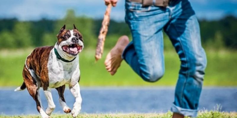 Nằm Mơ Thấy Chó Đuổi Dự Báo Điều Gì? Đánh Con Gì Thắng Lớn? - pixon