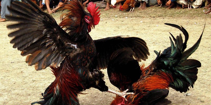 Xem Đá Gà Trực Tiếp Hôm Nay Chất Lượng, Không Giật Lag - pixon
