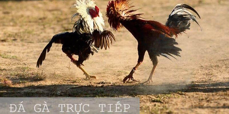 Hướng Dẫn Mẹo Chiến Thắng Khi Chơi Đá Gà Online Ăn Trực Tiếp - pixon