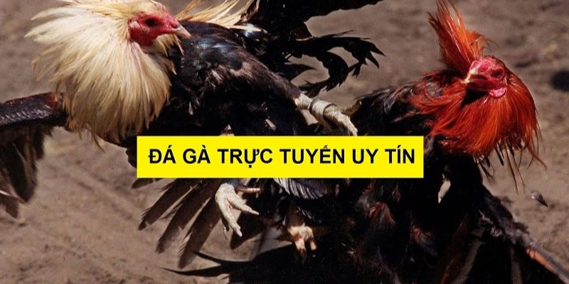 Đá gà Hello88 - Trải nghiệm chân thực không khác gì trường gà quốc tế - pixon