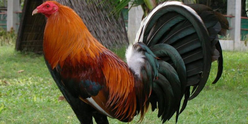 Đá gà Hello88 - Trải nghiệm chân thực không khác gì trường gà quốc tế - pixon