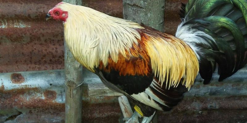 Tổng Hợp Top 5 Dòng Gà Đá Cựa Sắt Hay Nhất Hiện Nay - pixon