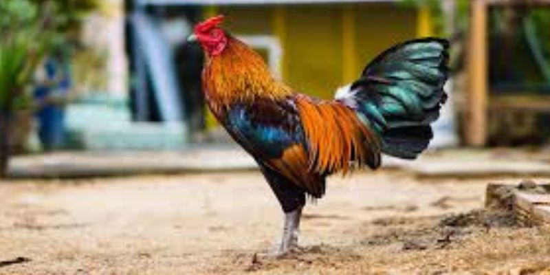 Cách Giảm Cân Cho Gà Đá Cựa Sắt Bạn Nên Biết - pixon