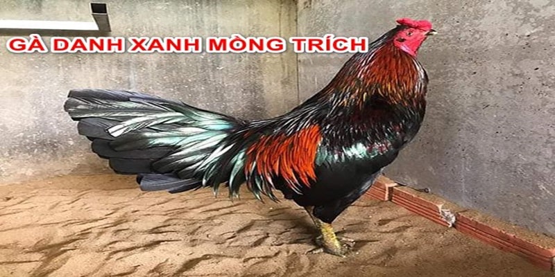 Đá gà Hello88 - Trải nghiệm chân thực không khác gì trường gà quốc tế - pixon