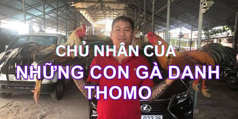 Đá Gà Danh Thomo - Mật Mí Về Các Chiến Kê Vang Danh Đấu Trường - pixon