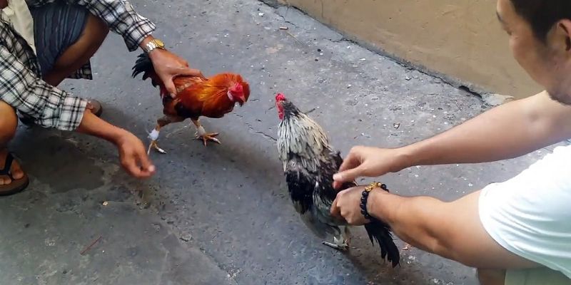 Đá gà Hello88 - Trải nghiệm chân thực không khác gì trường gà quốc tế - pixon