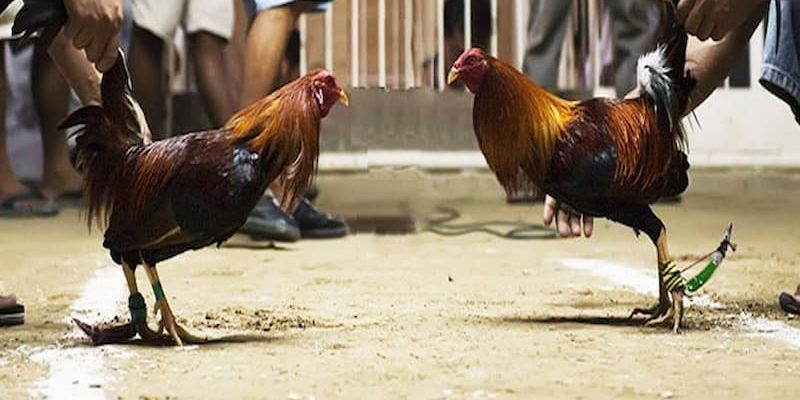 Ưu Điểm Nội Trội Khi Xem Đá Gà Trực Tuyến Campuchia Hôm Nay - pixon
