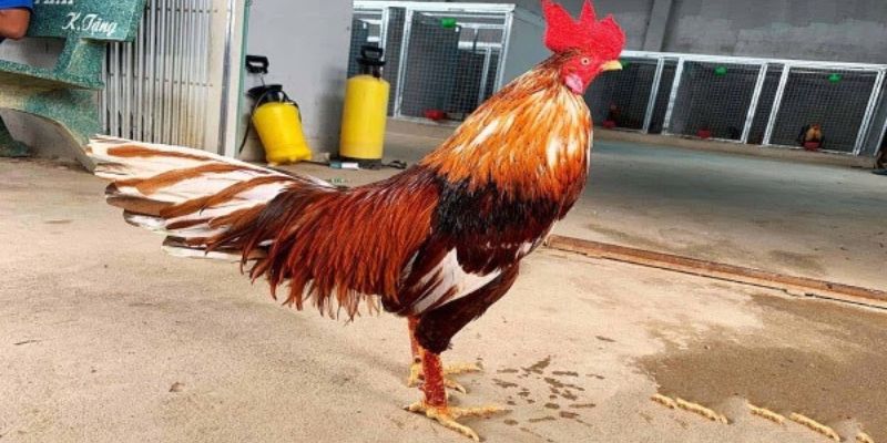 Đá Gà Danh Thomo - Mật Mí Về Các Chiến Kê Vang Danh Đấu Trường - pixon