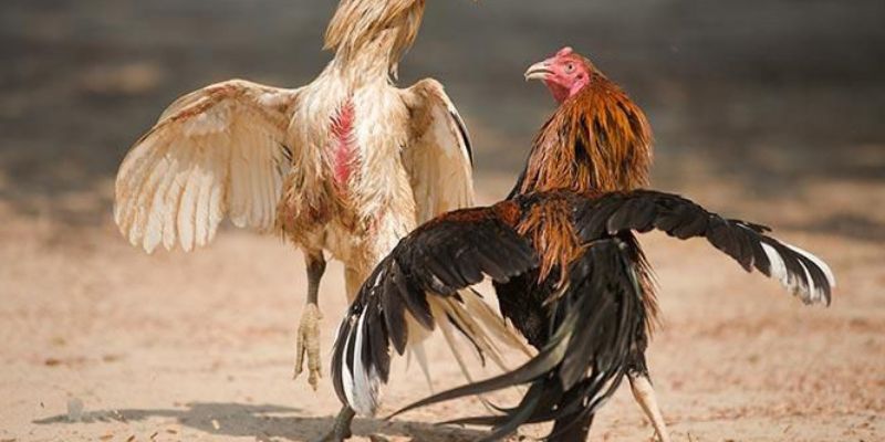 Kinh Nghiệm Nuôi Gà Đá Cựa Sắt Có Xác Suất Chiến Thắng Cao - pixon