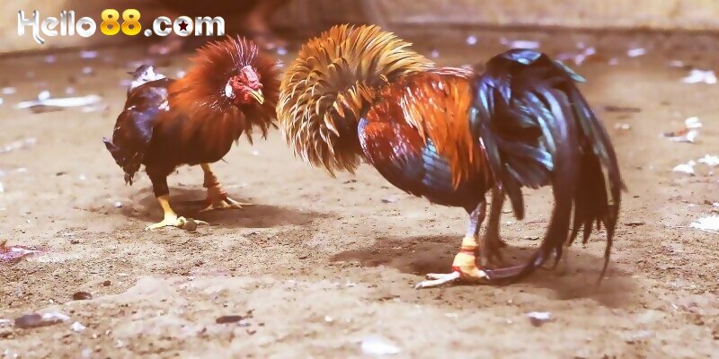 Live Đá Gà Cựa Dao - Những Ưu Điểm Nổi Bật Đá Gà Cựa Dao - pixon
