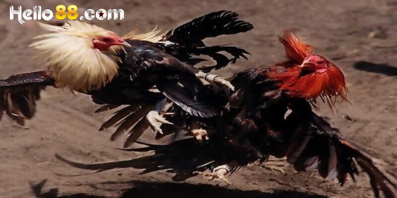 Live Đá Gà Cựa Dao - Những Ưu Điểm Nổi Bật Đá Gà Cựa Dao - pixon
